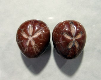 New color Pair Fossil Sand Dollar Sea Urchin Cabochons 18mm x 16mm Echinoid Mexico Jewelry Supply 18T88 B