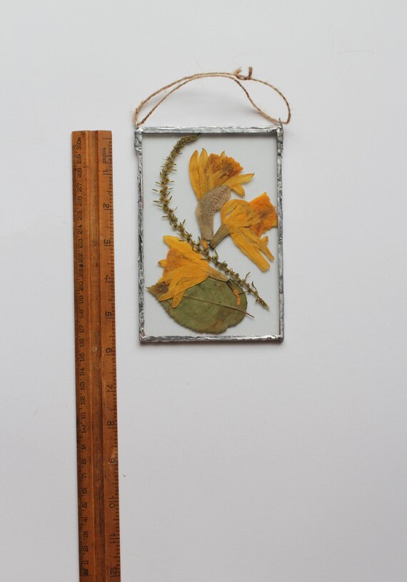 Pressed Flower Frame Daffodils Plants Pressed Flower Frame Daffodils Plants Suspended Between Glass Double Sided