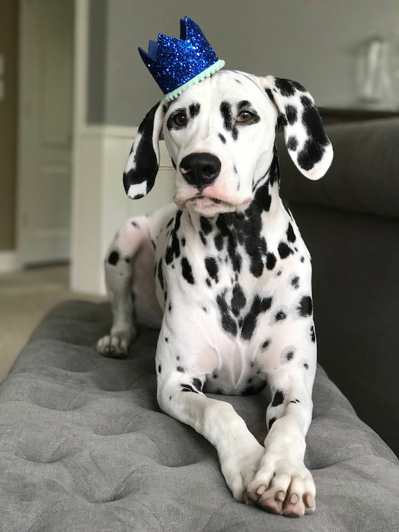Dog Birthday Hat || Dog Birthday Party || Dog Birthday Crown || Dog Costume || Pet Party || Dalmation