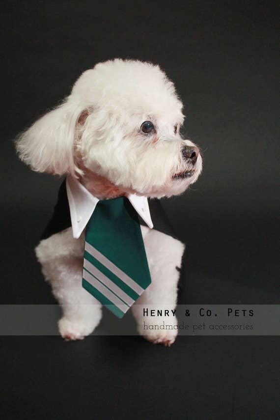 Harry Potter Inspired Dog costume Slytherin Draco Malfoy