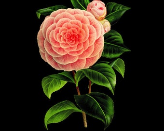 French Botanical Print with Black Background - Camellia Print Flower Poster - Red Pink Wall Art Home Decor #vi714