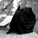 BLACK ROSE & OUD Candle Soap Making Fragrance Oil, Diffusers, Aromatherapy, Lotions, Creams, Body Products, Oil Burners