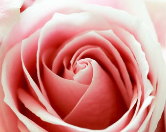 Floral Greeting Card - Pale pink rose in close up (Bliss)