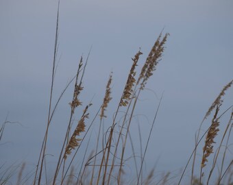 Sea Grass