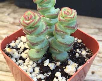 2" Succulent - String of Buttons