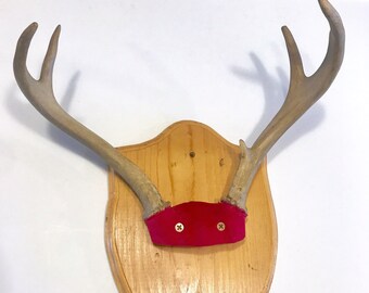 Vintage Mounted Antlers on Wood Animal Curiosity