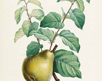 Pear Botanical Print, Pear Art Print, Pear Wall Art, Fruit Art, Fruit Print, Kitchen Art, Garden, Redoute Art, Poire