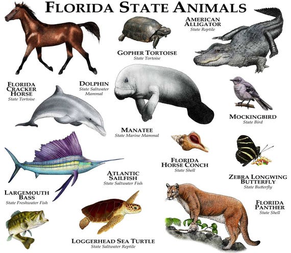 Florida State Animals Poster Print