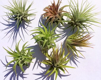 Air Plant Iona 3 for 1 Deal