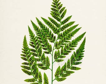 Leather Fern Art Print, Botanical Art Print, Fern Wall Art, Fern Print, Botanical Print, Home Decor, green art print