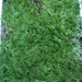 Live Sphagnum Moss Quart Bag For Vivarium Terrarium Bog Garden Carnivorous Orchid