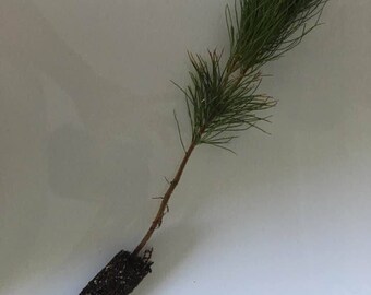 White Pine/White Spruce Seedling --- Weddings/Favors/Memorials