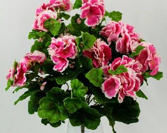 Pink Geranium Bush with white variegated petals