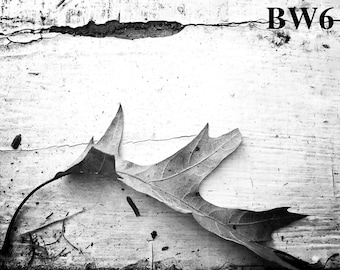 Leaf Series- Black and White Photographs