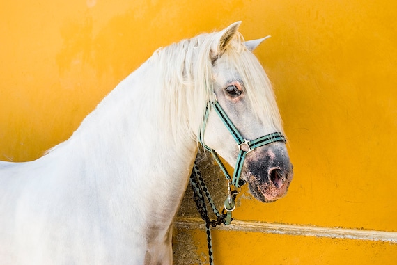 Horse Prints,"The White Horse", Spanish Horse Print, White Stallion, Equine Prints, Large prints