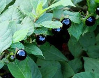 Belladonna Seeds / Deadly Nightshade/ Atropa belladonna / Historical Herb/ Ethnobotanical