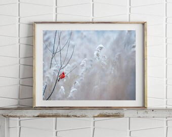 Cardinal Print Bird Prints Nature Art Large Wall Art Prints Digital Download Bird Photography Printable Wall Art Cardinal Wall Art