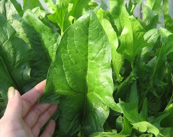 Heirloom Spinach seeds, Organic Spinach seeds, non-GMO Spinach seeds, home grown Matador Spinach seeds, 50+ seeds