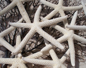 White Starfish Pencil 5"-6" Case Lot 25