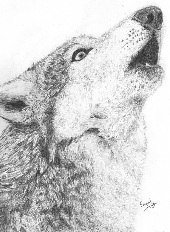 Wolf Howling Print Print of a graphite pencil drawing of a