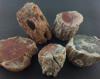 PETRIFIED WOOD 1/2 Lb Lot Natural Gemstone Mineral Fossilized Tree Branches