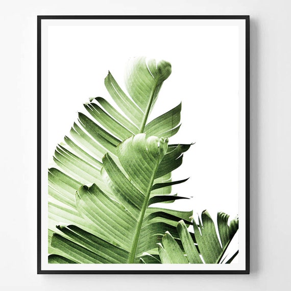 Banana leaf Print Leaf Photography Tropical plant photo