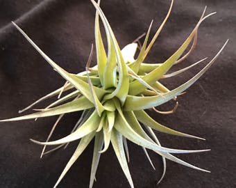 Amazing Air Plant