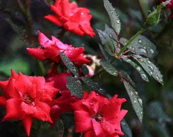 Nature's Beauty Epressed in Flowers