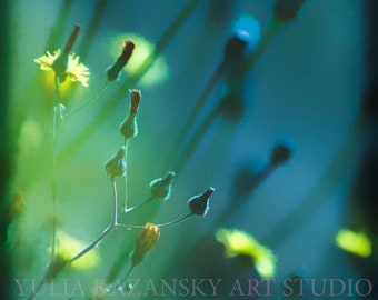 Spring Green Grass fine art photography Nature photography print Home decor Yellow flowers photo Floral photography Botanical photo print