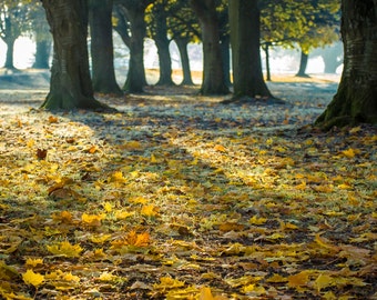 Autumn is here again - Fine Art Photography - Wall Décor - Nature Photography