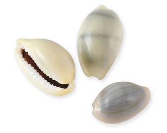 50 shells 20 to 30mm coffee bean