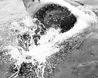 Great White Shark Print,limited edition,wildlife,nature,sharks,black and white print