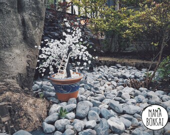 Cherry blossom, hand made beading tree