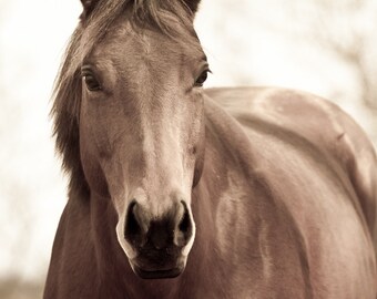 Horse Photography Sepia Horse Photograph