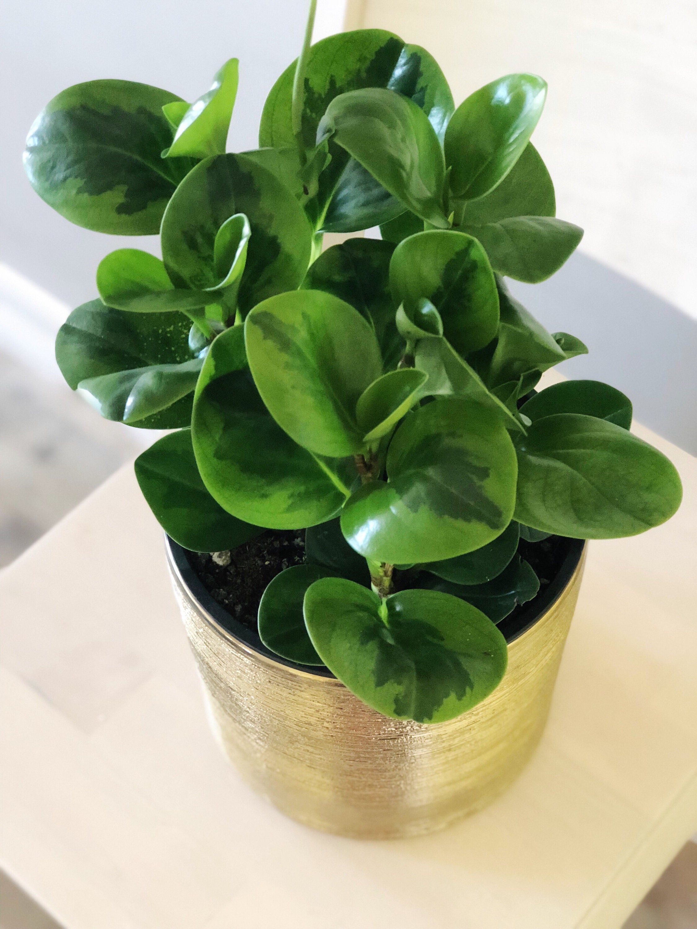 Sold By Theplantchica Sold By Theplantchica