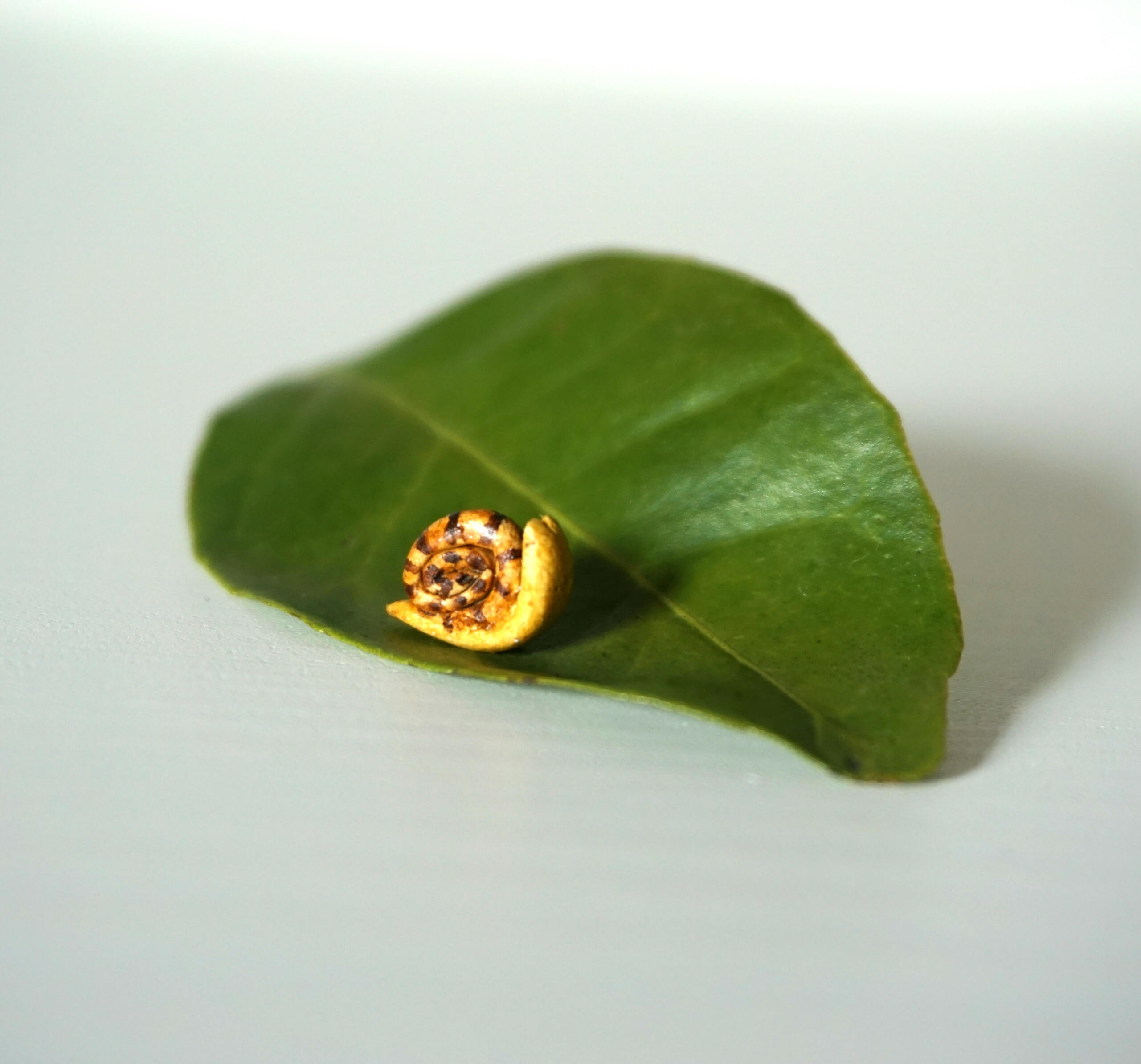 micro snail miniature clay snail tiny snail terrarium