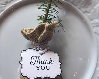 White Pine and Balsam Fir Seedlings Wedding/Party Favors
