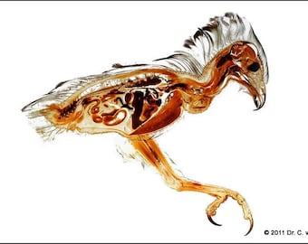 Flounder anatomy plastination print fish flatfish anatomical