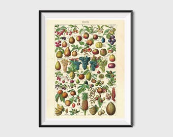 Vintage fruit print | Etsy