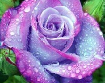 stifling remose rose seeds,199, purple pink rose,roses seeds, roses from seeds,growing roses from seeds,seeds for roses,gardening
