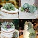 100 succulent cuttings to use in awedding. 40 very large and 60 medium to large succulent cuttings. Rosettes in your custom color palette.