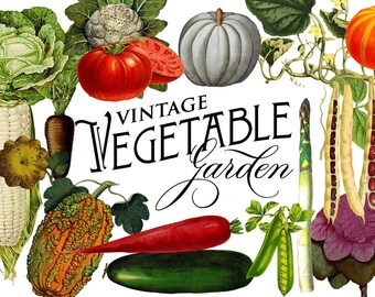 INSTANT DOWNLOAD - Vintage Vegetable Botanical Graphics
