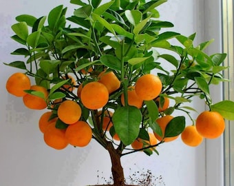 15 Edible Fruit Orange Tree Seeds, Bonsai Citrus Orange Tree, Orange Fruit Fresh Exotic Tree Seeds