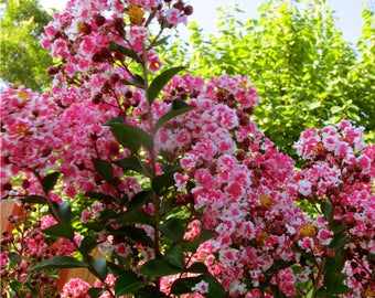 Peppermint Dwarf Crape Myrtle, Pink and White Crape Myrtle, 2 Gallon Potted Plant, White and Pink Blooms, Landscaping, Vibrant Shrub, Hedge