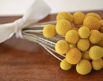 Billy balls, Bunch of dried billy balls, Craspedia, Bunch of craspedia, dried flowers, Billy Buttons, Yellow Dried decor, wedding decor
