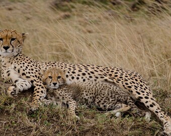 Cheetah Safari Photograph Fine Art Wall Decor