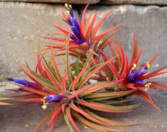 Air Plant Iona 3 for 1 Deal