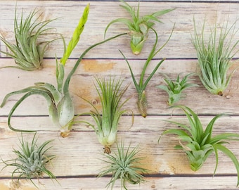 25pc Air Plant Tillandsia "TLC" Assortment / Second Chance Quality / Wholesale Price Tillandsias with Minor Imperfections