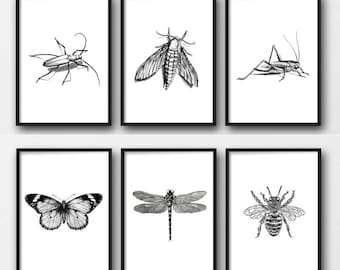 Set of 6 insect prints