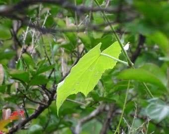 Grape leaf